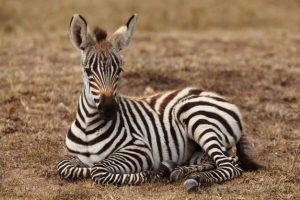 beau-bebe-zebre-assis-sol-capture-dans-jungle-africaine