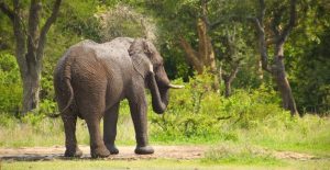 elephant-africain-se-lave-eau-dans-foret-afrique-du-sud